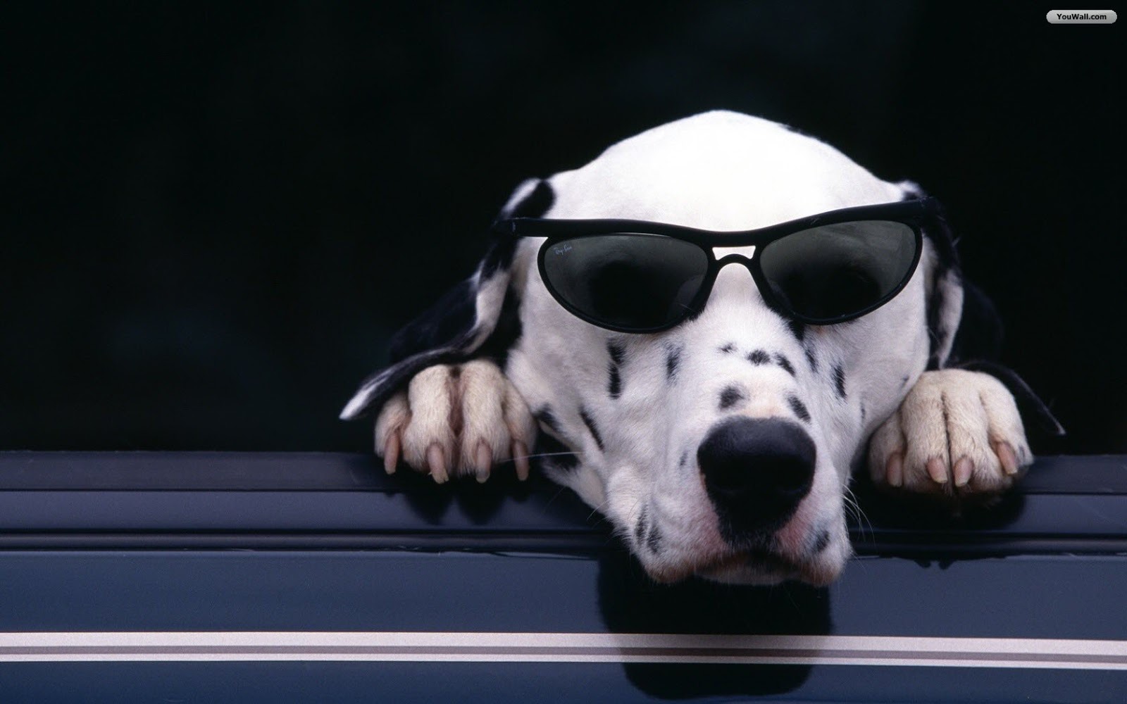 fondos de pantalla de perro fresco,perro,gafas,hocico,gafas de sol,dálmata