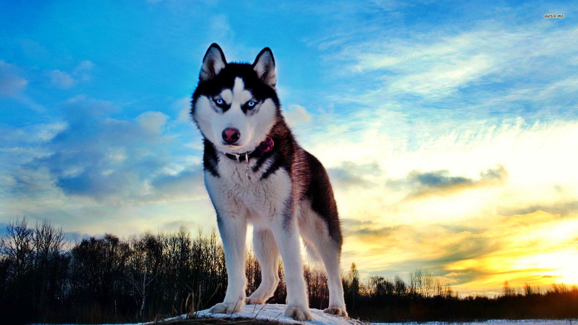 fonds d'écran de chien cool,husky sibérien,chien,sakhalin husky,malamute d'alaska,chien esquimau canadien