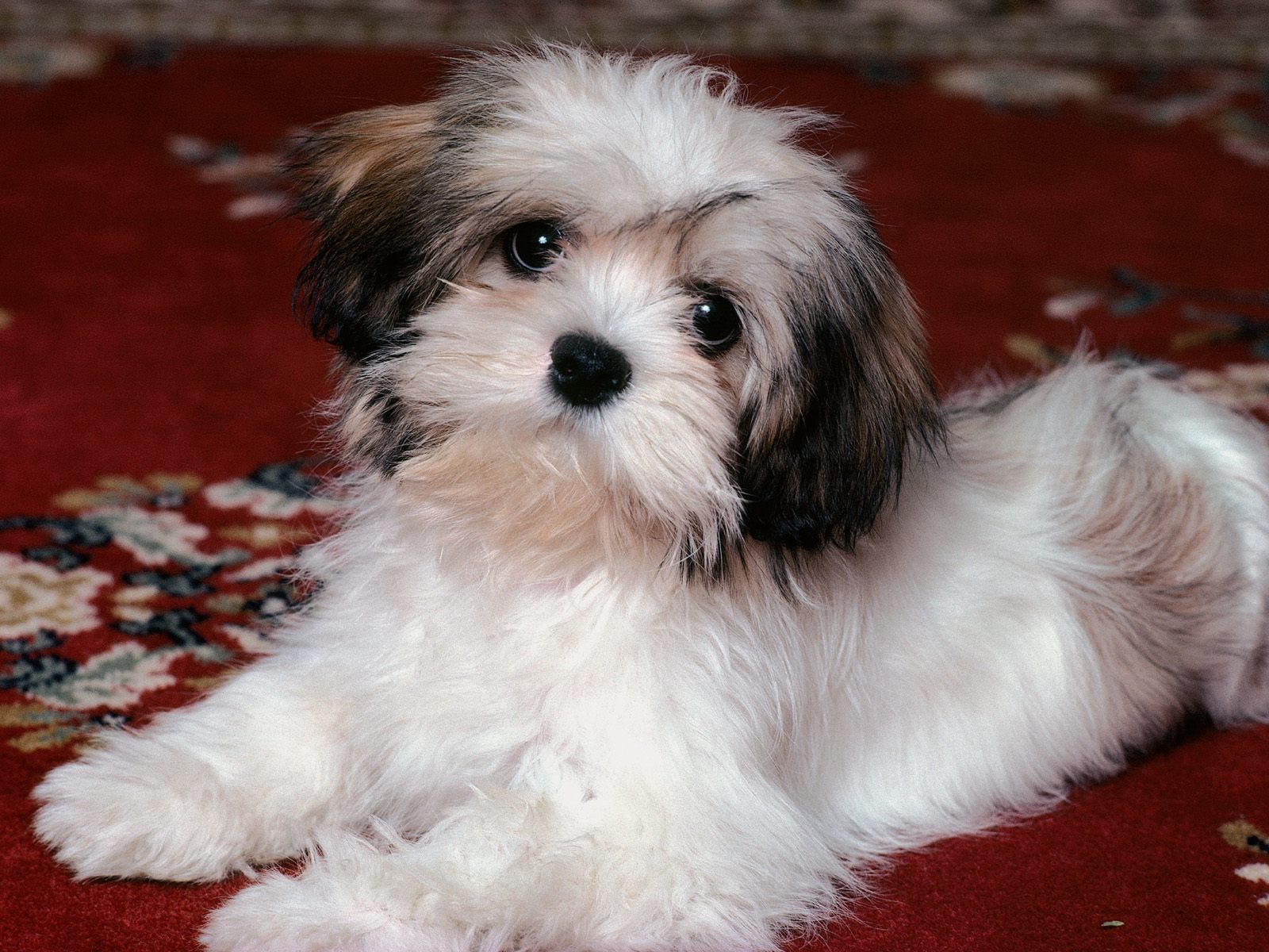 dog wallpapers free,dog,mammal,vertebrate,dog breed,maltepoo