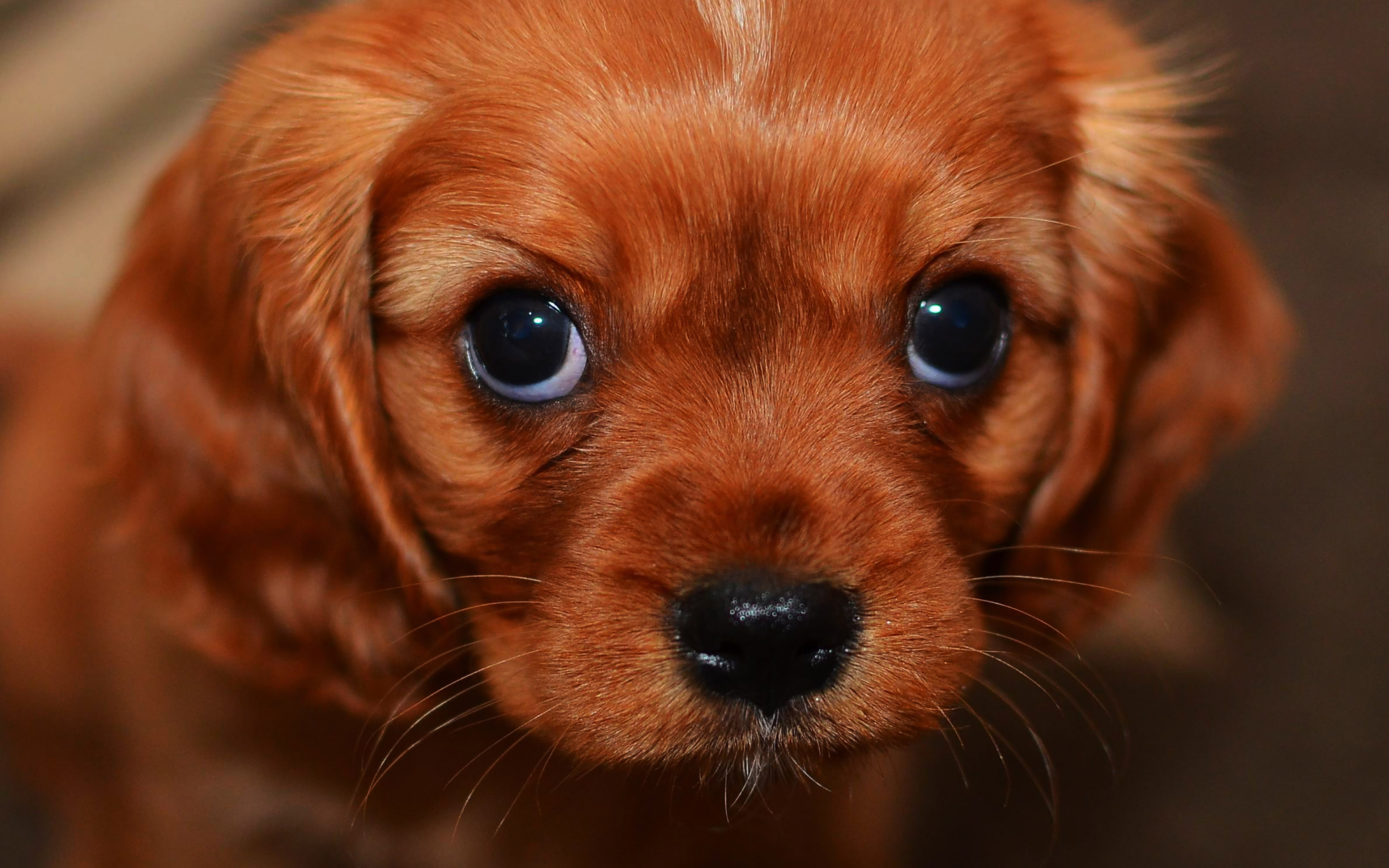 귀여운 강아지 사진 바탕 화면,개,강아지,반려견,주둥이,찰스 스패니얼