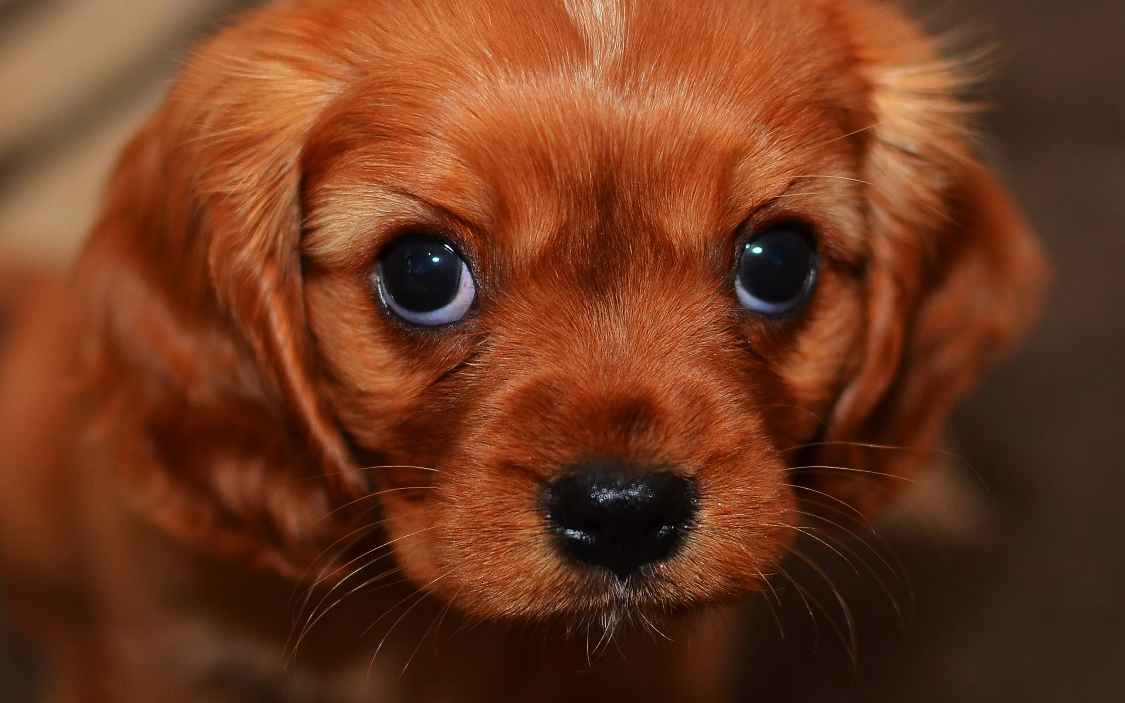 süße welpenbilder wallpaper,hund,hündchen,begleithund,schnauze,könig charles spaniel