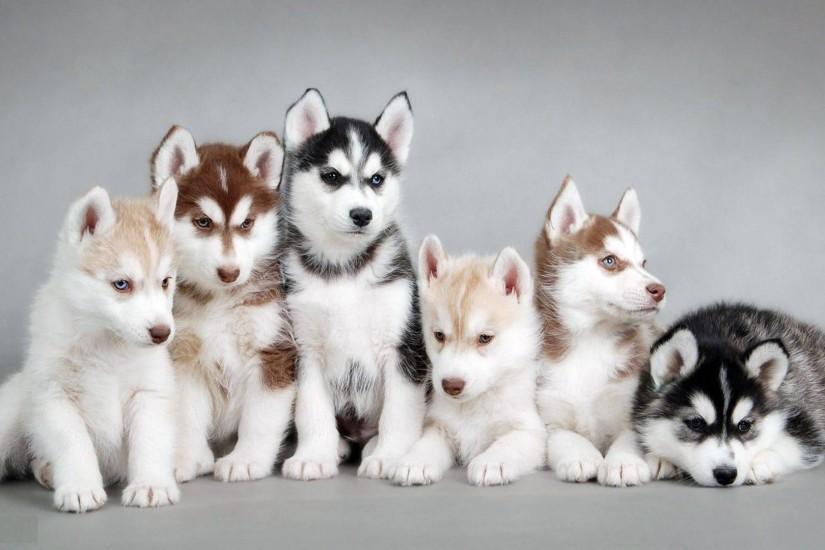 sfondi per cani gratis,husky siberiano,cane,sakhalin husky,husky siberiano in miniatura,cane lupo