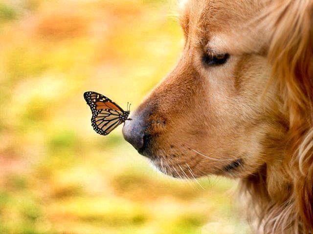 dog wallpapers free,canidae,dog breed,dog,butterfly,golden retriever