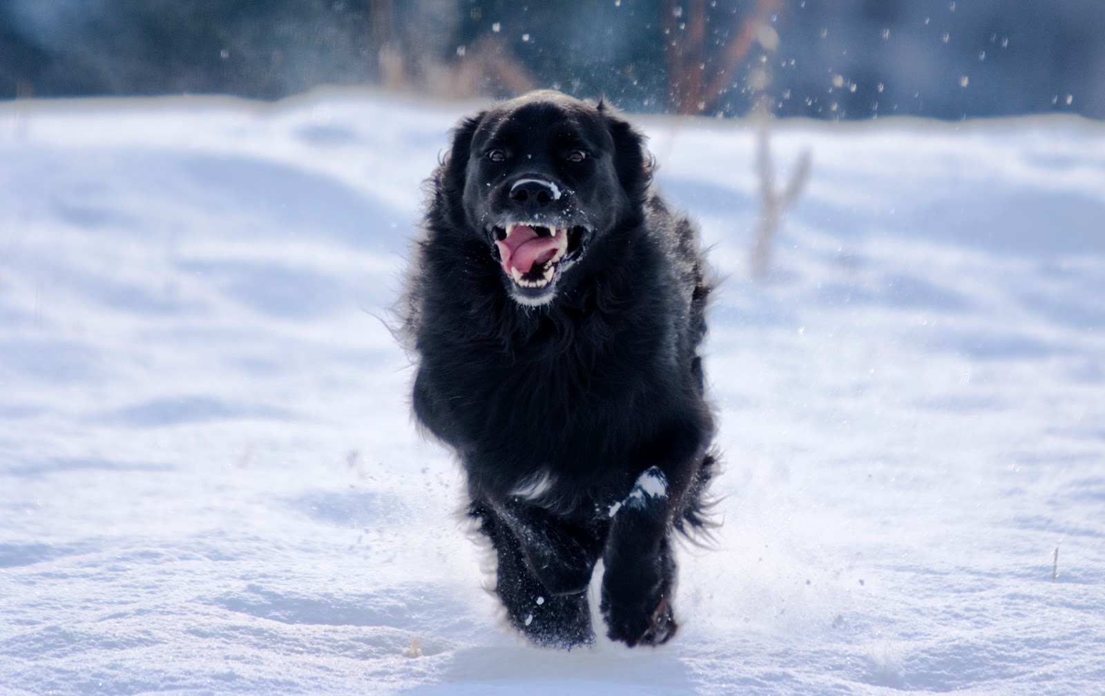 schwarzer hund tapete,hund,schnee,neufundland,sportgruppe,hovawart