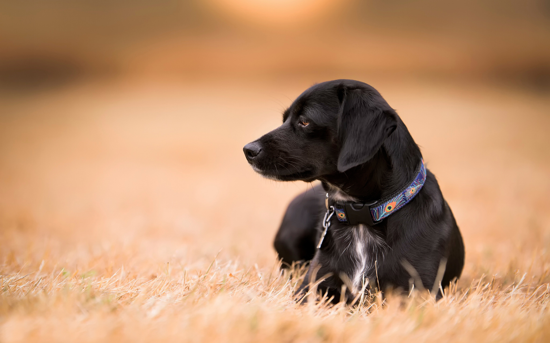 黒犬の壁紙,犬,鼻,ラブラドール・レトリバー,スポーツグループ,狩猟犬