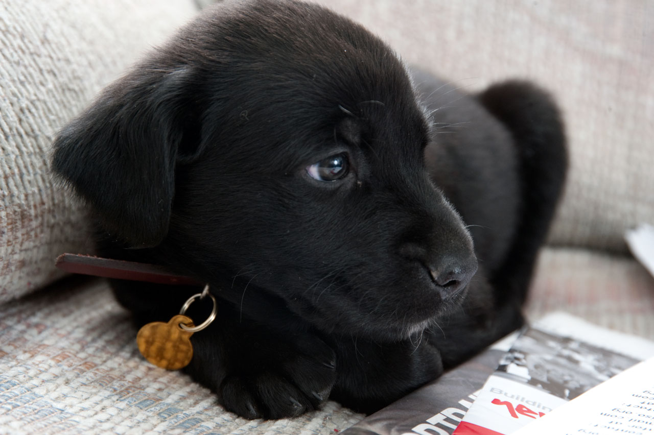 fond d'écran chien noir,chien,chiot,labrador retriever,museau