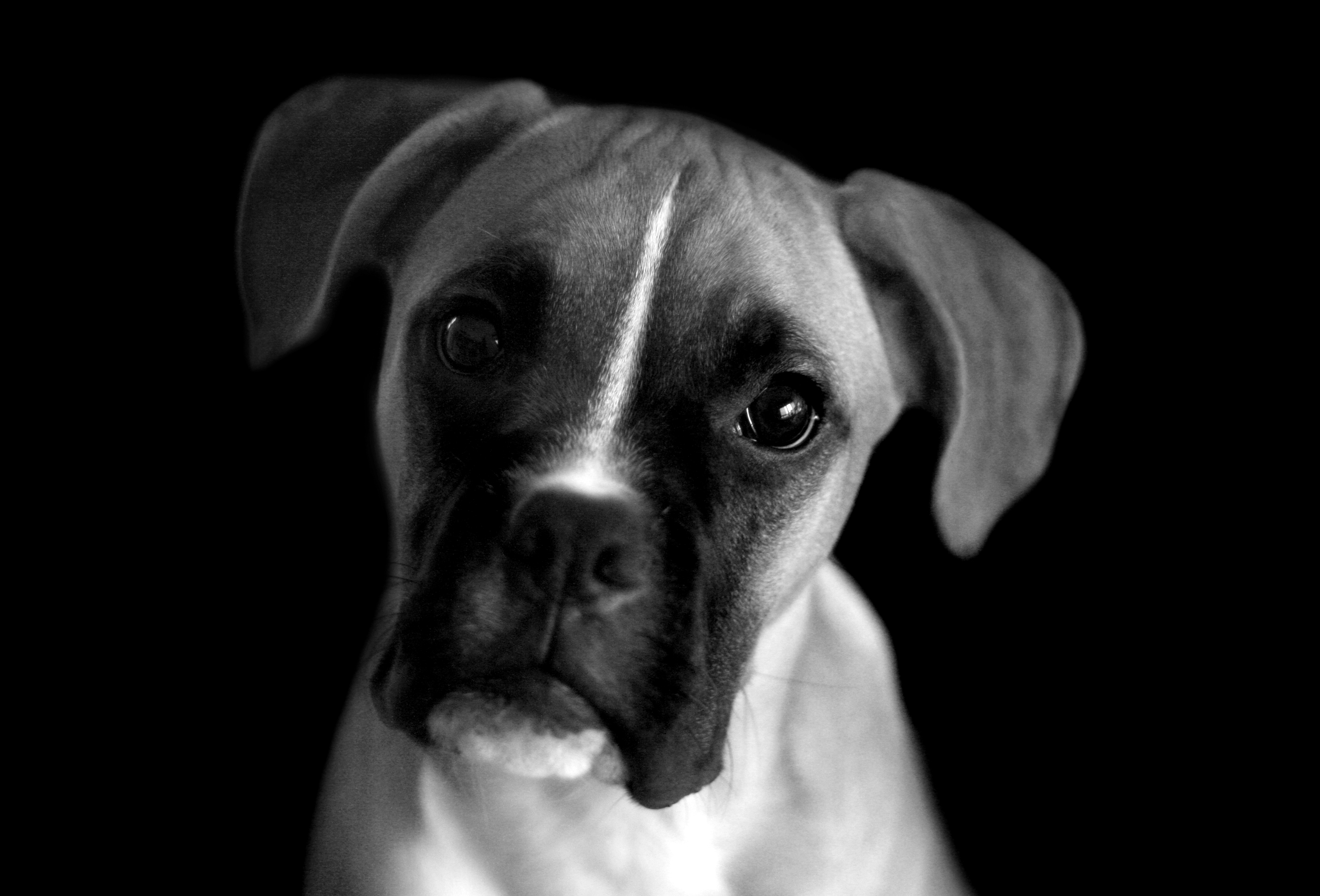 fondo de pantalla de perro blanco y negro,perro,boxer,hocico,perrito,en blanco y negro