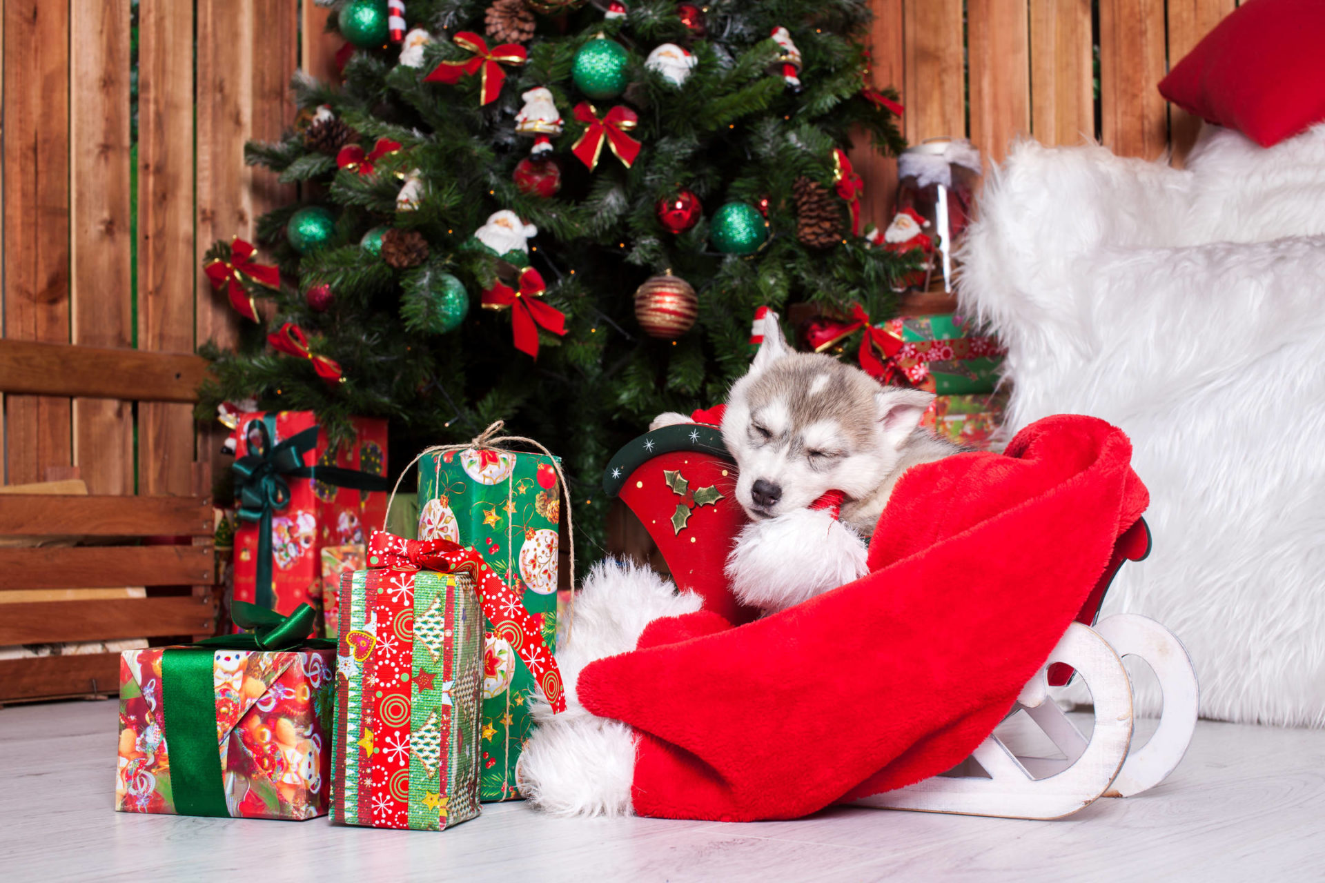 papier peint sur le thème du chien,sapin de noël,décoration de noël,noël,bas de noël,décoration de noël