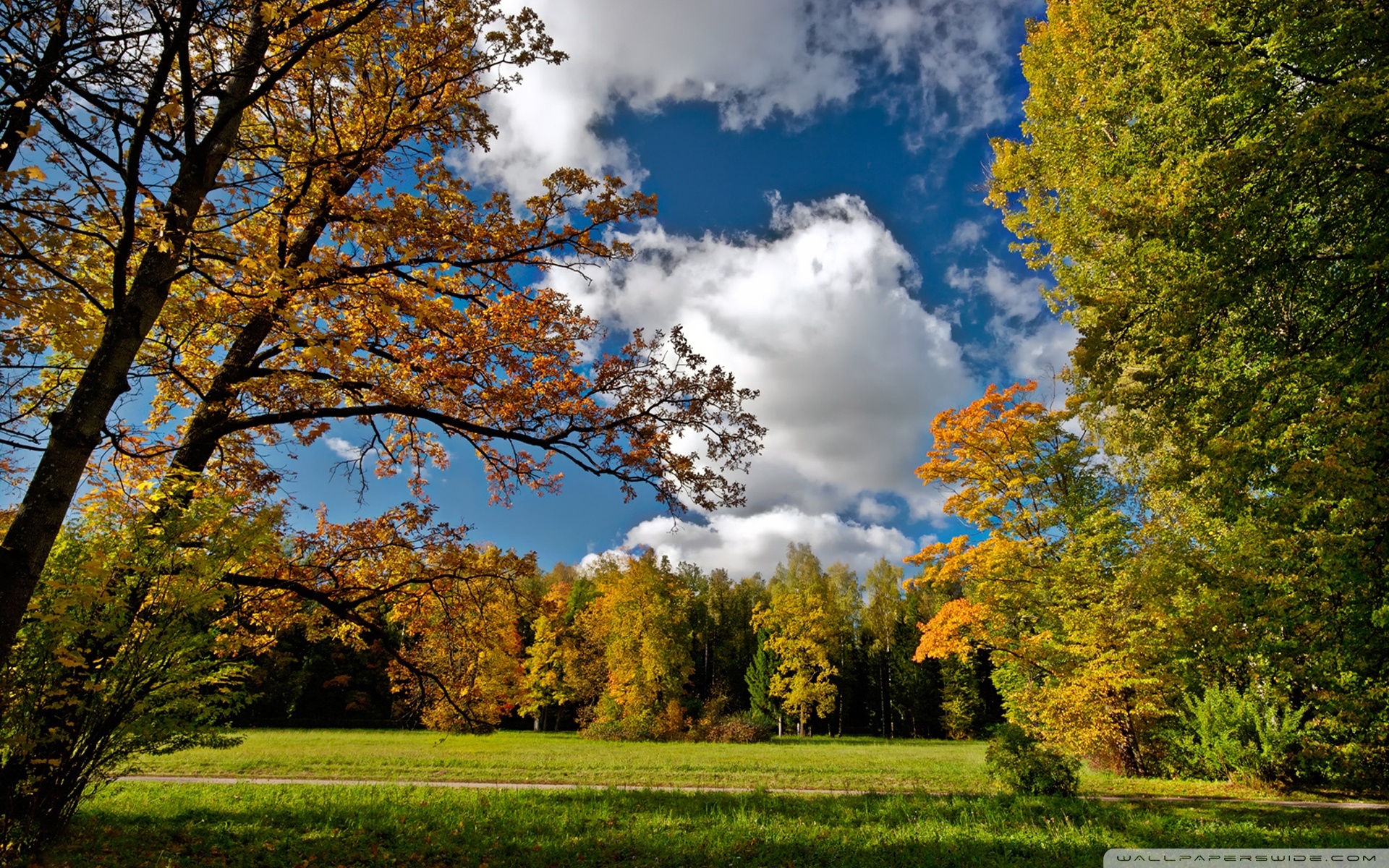 good afternoon wallpaper download,natural landscape,sky,nature,tree,leaf