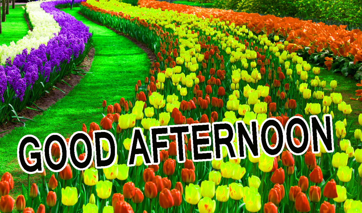 good afternoon wallpaper download,tulip,natural landscape,botanical garden,flower,plant