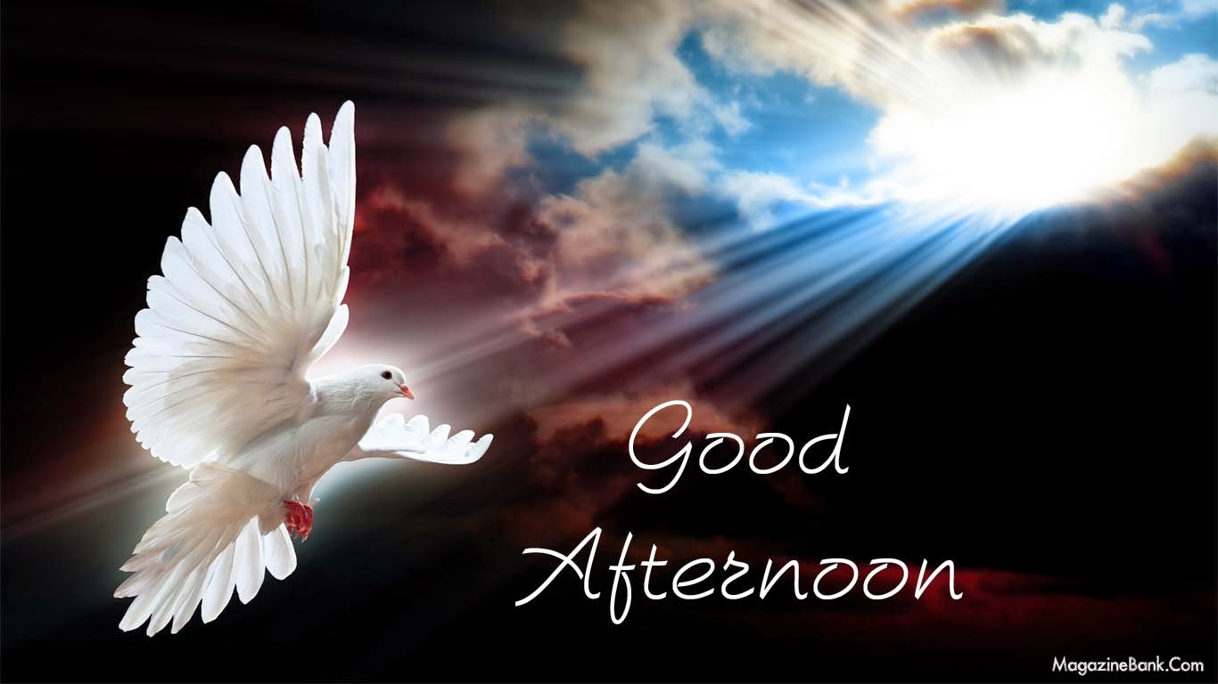 good afternoon wallpaper download,sky,wing,pigeons and doves,bird,morning
