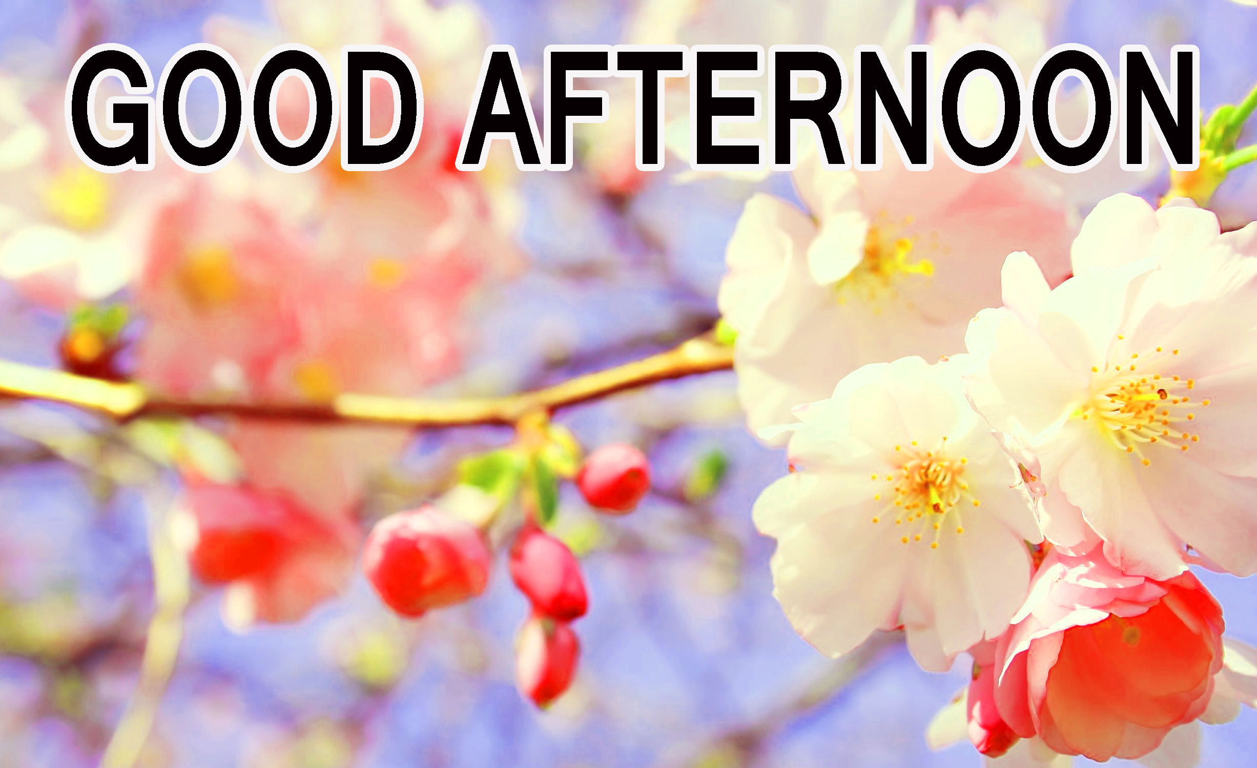good afternoon wallpaper download,flower,spring,blossom,petal,branch