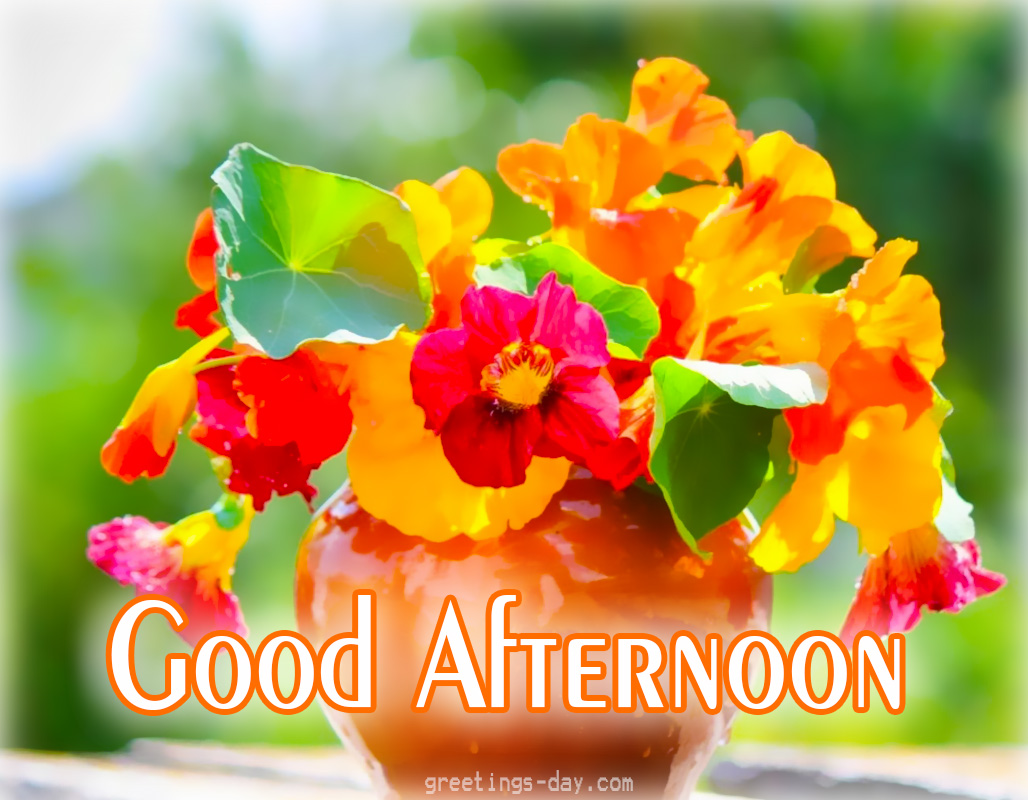 good afternoon wallpaper download,flower,petal,plant,flowerpot,flowering plant