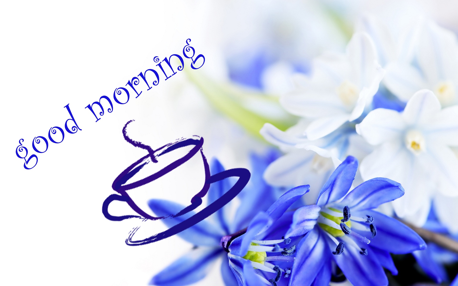 best good morning wallpaper,flower,blue,plant,flowering plant,striped squill