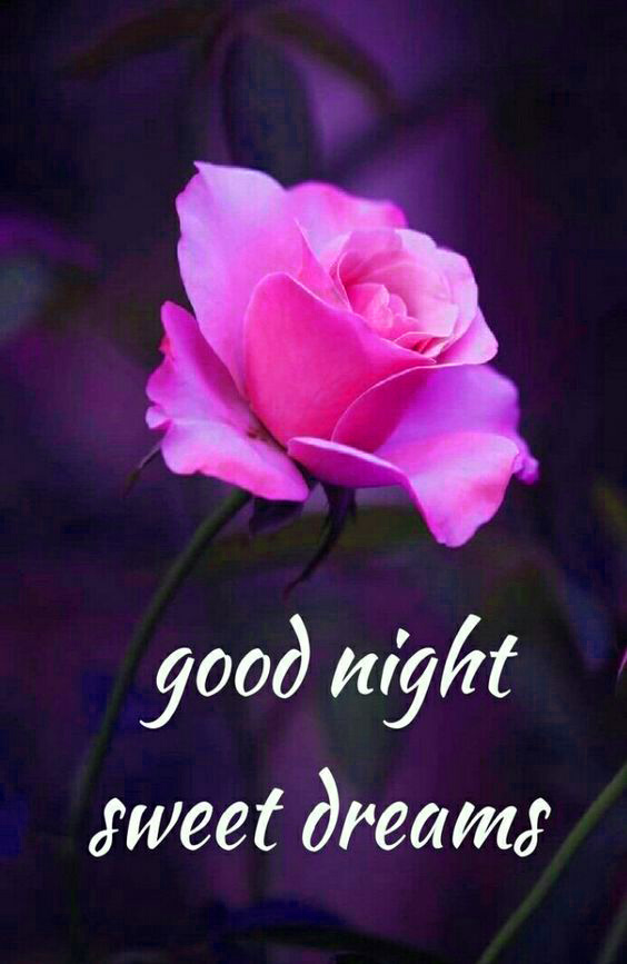 good night rose wallpaper download,petal,pink,text,violet,purple