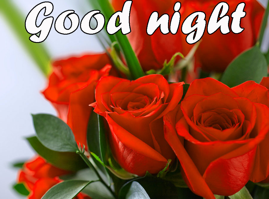 Red Rose Good Night Wishes Images Wallpaper Pics Download Floribunda