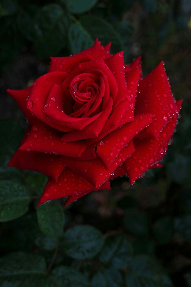 おやすみなさいローズ壁紙ダウンロード,花,庭のバラ,開花植物,赤,ローズ