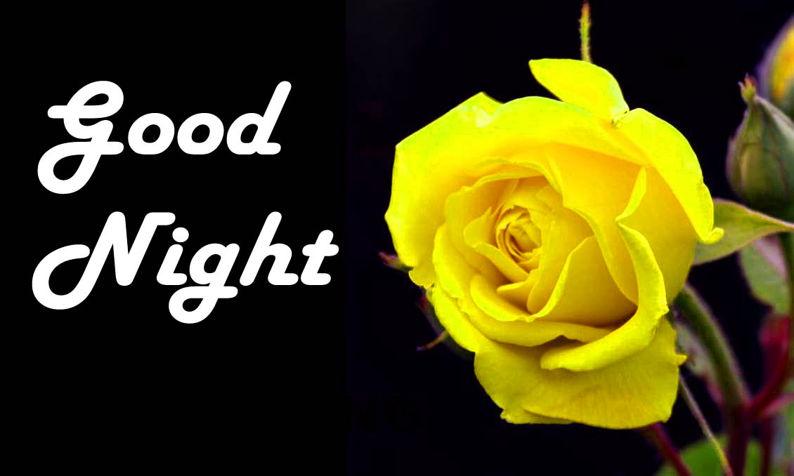 좋은 밤 장미 벽지 다운로드,노랑,장미,정원 장미,꽃,폰트