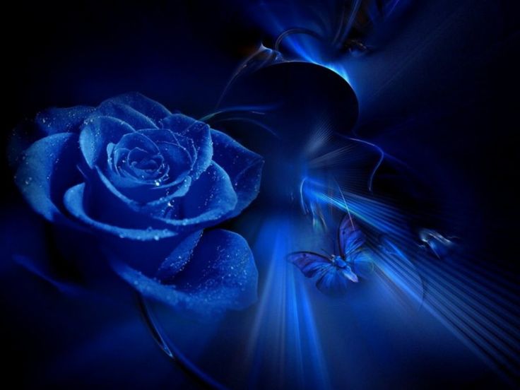 good night rose wallpaper download,blue,rose,blue rose,rose family,electric blue