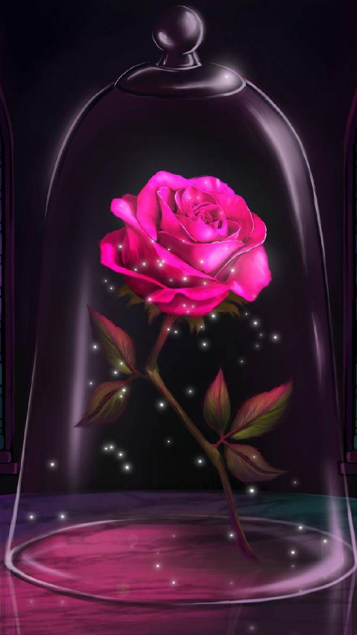 good night rose wallpaper download,pink,light,rose,magenta,flower