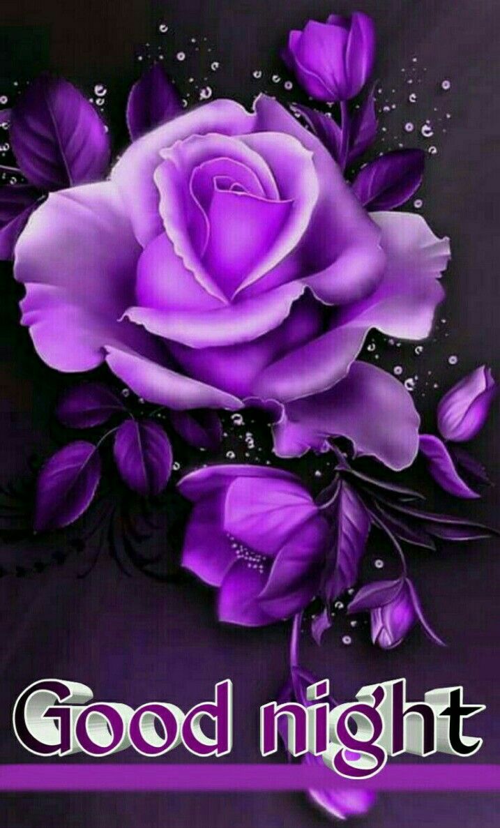 gute nacht rose tapete,violett,lila,blume,text,pflanze