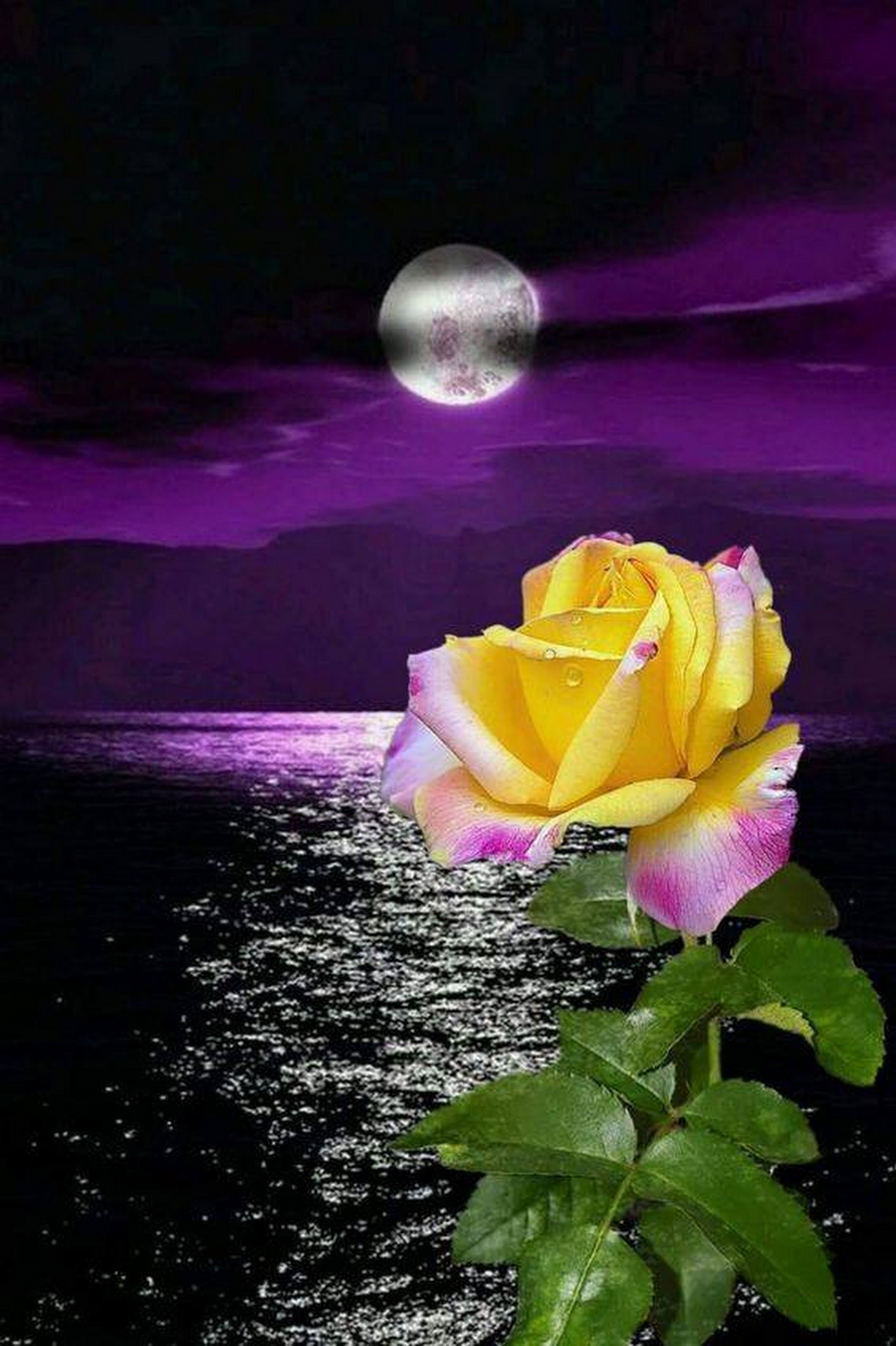 buona notte rosa sfondo,fiore,petalo,rosa,natura,famiglia di rose