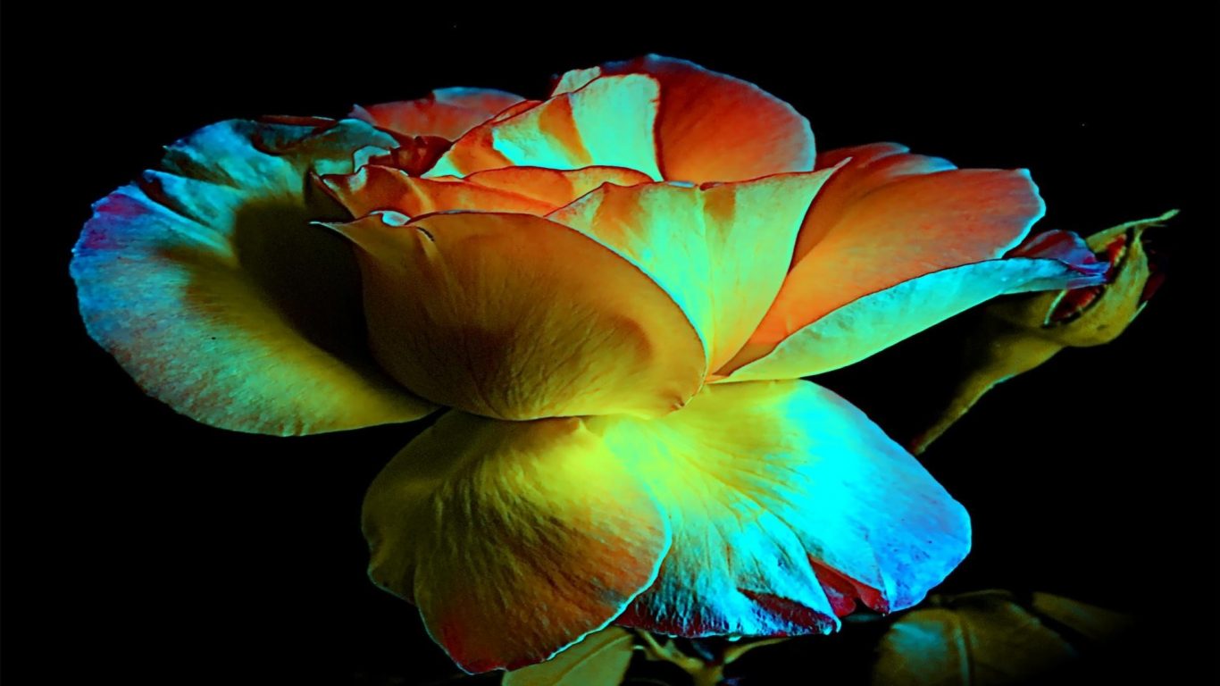good night rose wallpaper,petal,blue,flower,plant,yellow