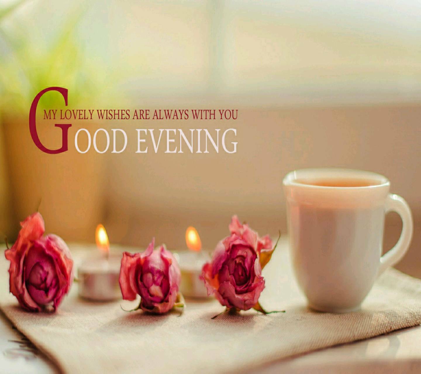 good evening rose wallpaper,cup,teacup,text,morning,cup