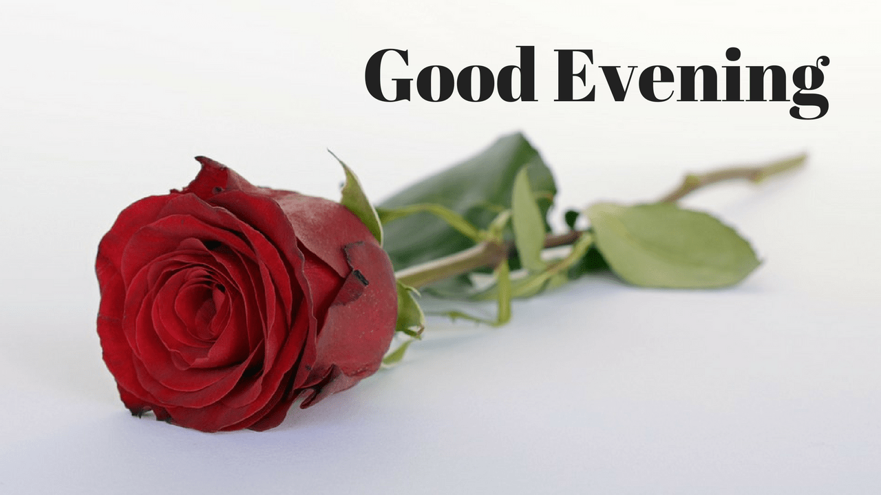 good evening rose wallpaper,garden roses,rose,flower,red,pink