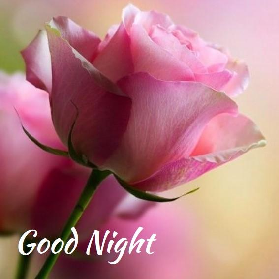 buenas noches flores fondos de pantalla,flor,planta floreciendo,pétalo,rosado,rosas de jardín
