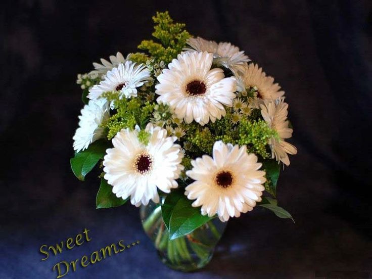 bonne nuit fleurs fonds d'écran,fleur,arrangement floral,bouquet,fleuristerie,gerbera