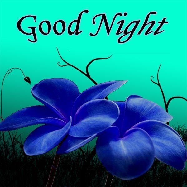 good night flowers wallpapers,blue,text,flower,plant,font