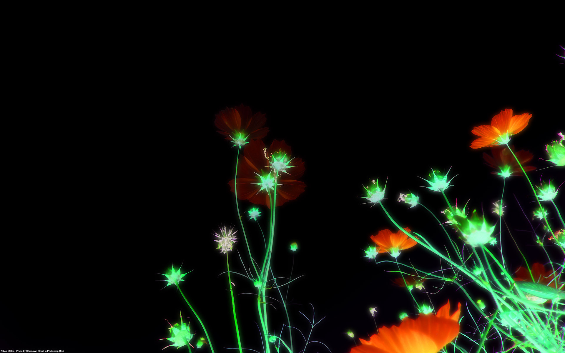 good night flowers wallpapers,green,light,orange,lighting,organism