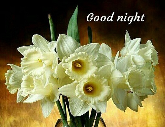 good night flowers wallpapers,flower,white,plant,bouquet,cut flowers