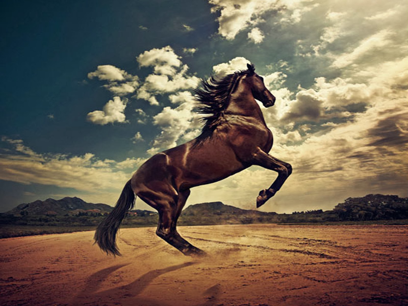 fonds d'écran de chevaux gratuitement,cheval,ciel,nuage,étalon,crinière