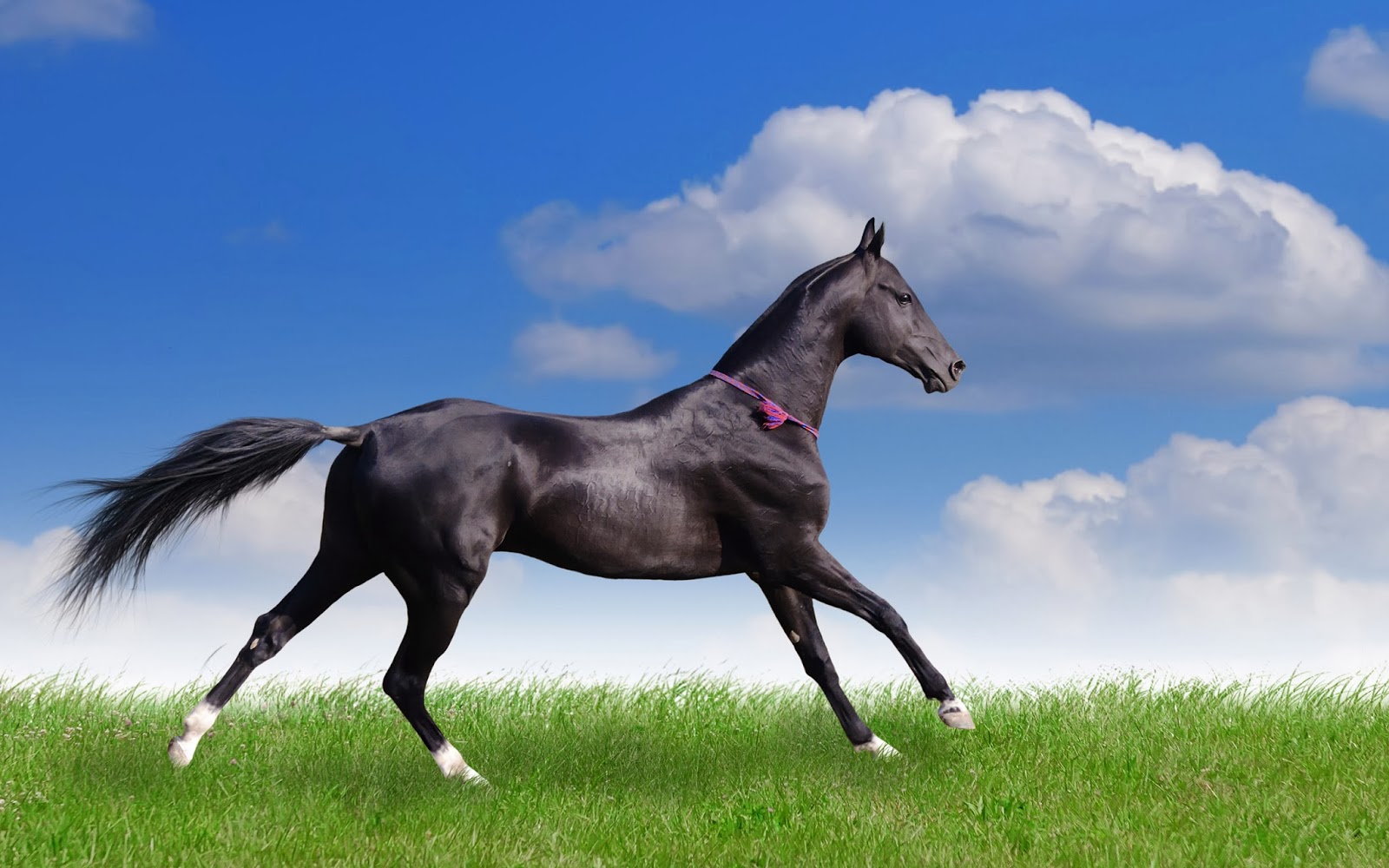 horse wallpapers for free,horse,mammal,vertebrate,mane,stallion