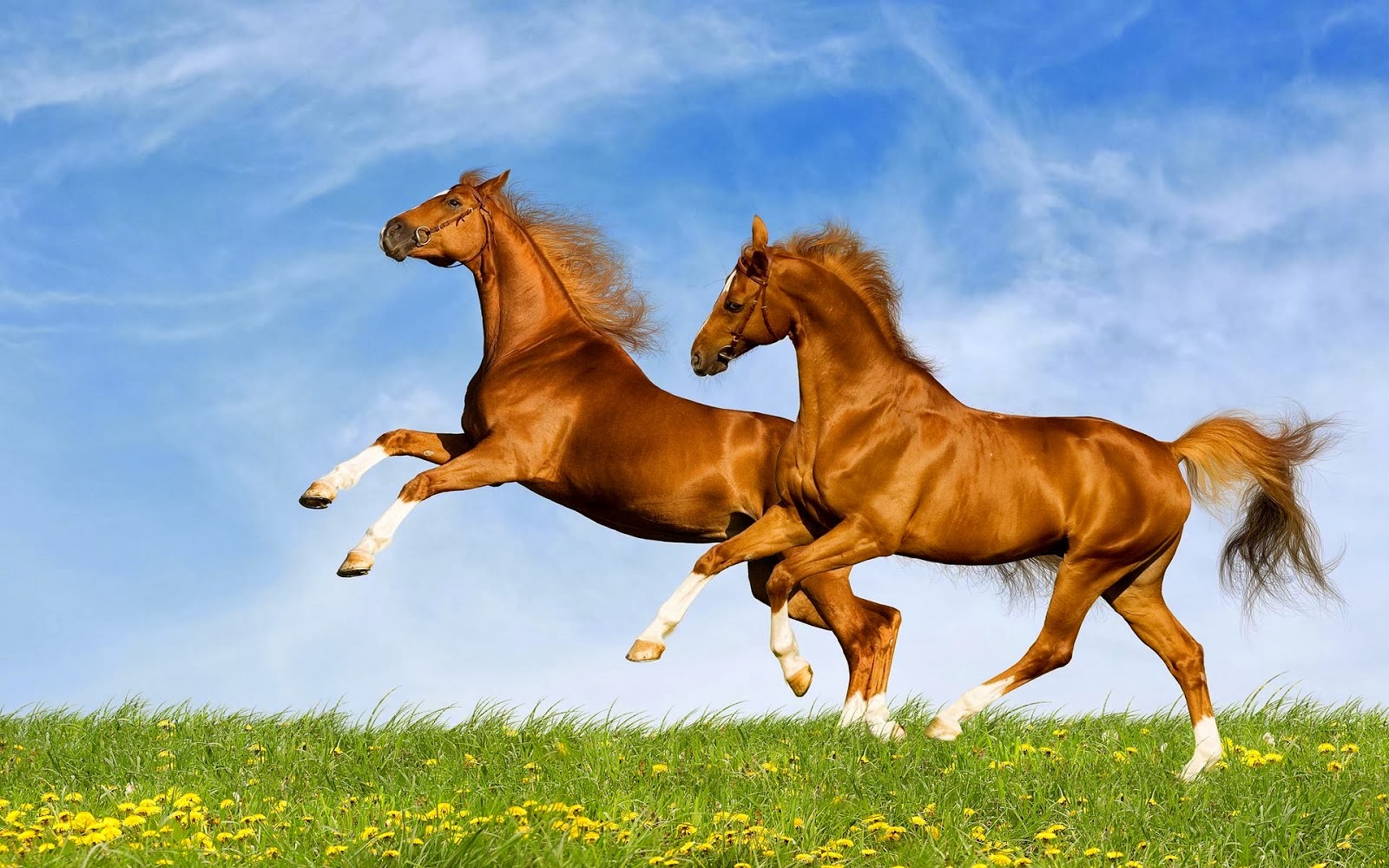 말 배경 화면 무료,말,갈기,종마,머스탱 말,목초지