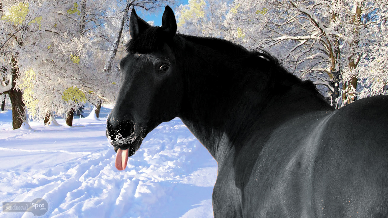 말 배경 화면 무료,말,갈기,눈,종마,겨울
