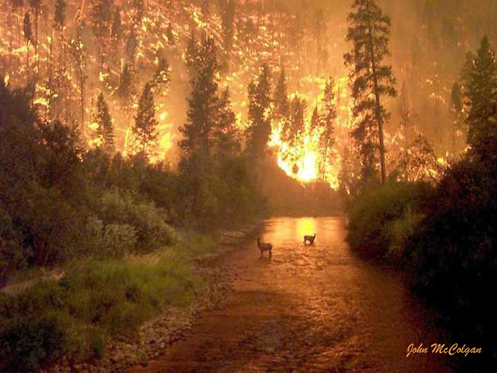 すべての無料の壁紙,自然,山火事,自然の風景,森林,日光