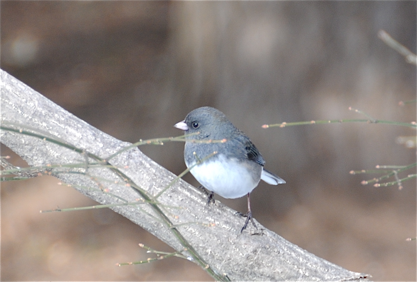 fonds d'écran oiseaux mignons,oiseau,junco aux yeux noirs,junco,moucherolle du vieux monde,oiseau perchoir