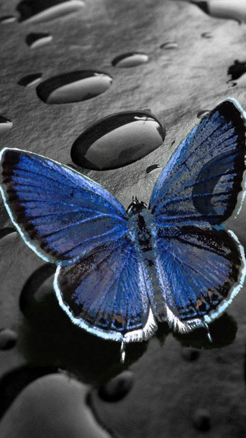 farfalla wallpaper mobile,falene e farfalle,la farfalla,insetto,lycaenid,invertebrato
