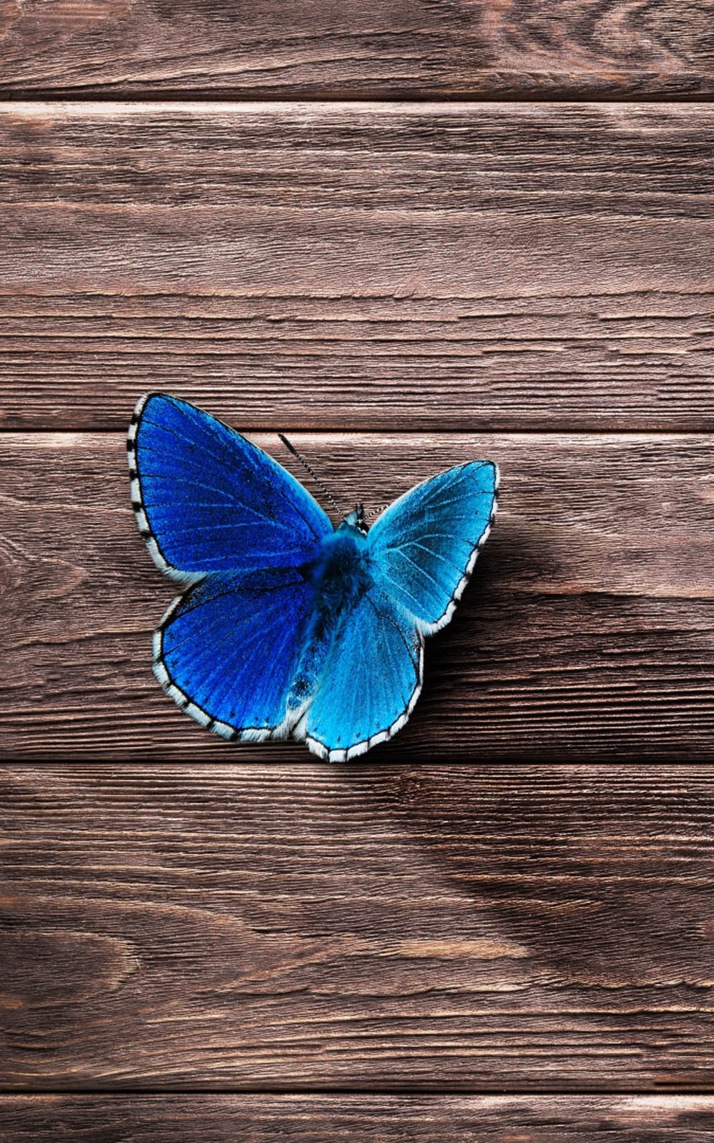 butterfly wallpaper mobile,butterfly,insect,blue,moths and butterflies,invertebrate