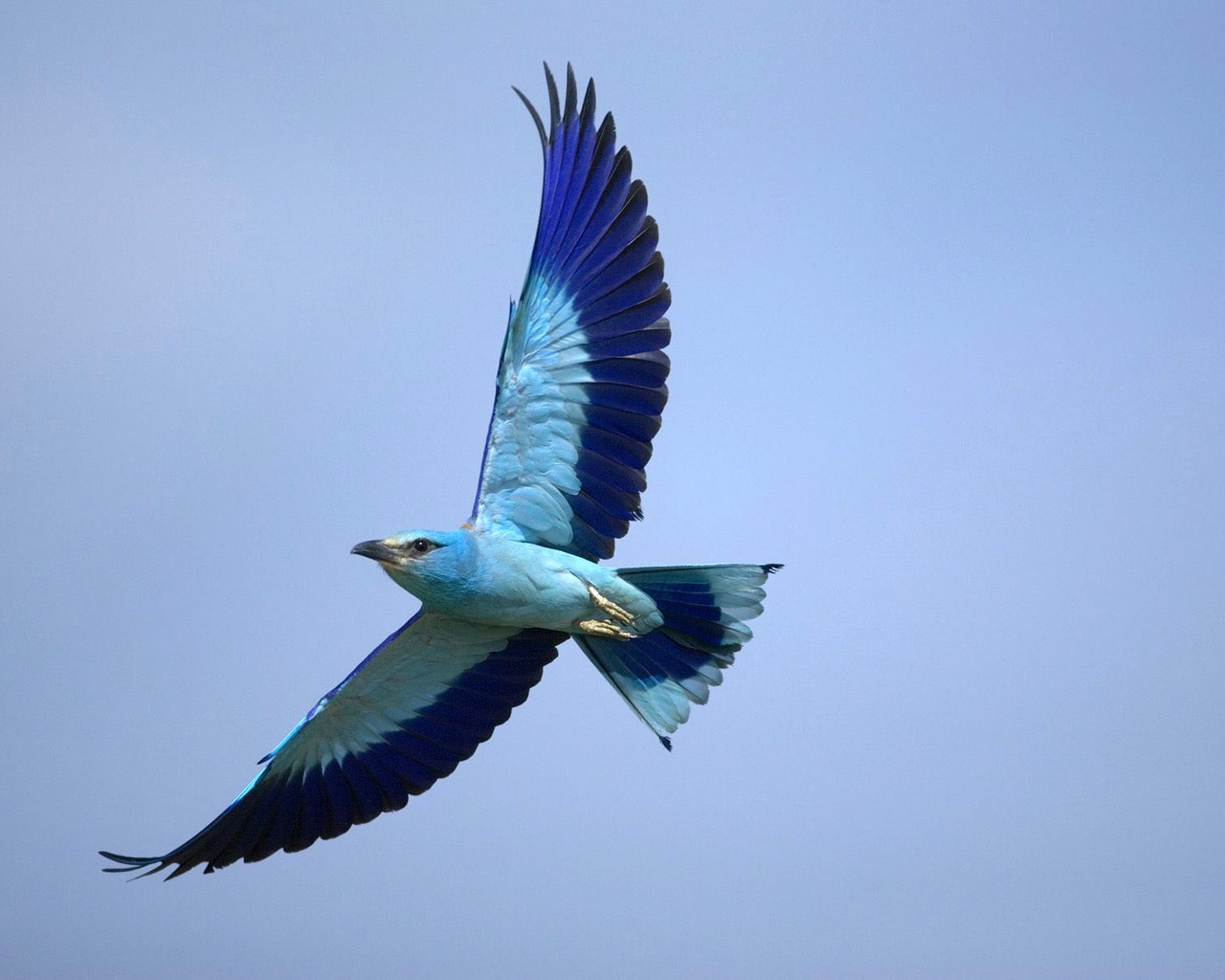 carta da parati uccelli volanti,uccello,ala,coraciiformes,natura,rullo