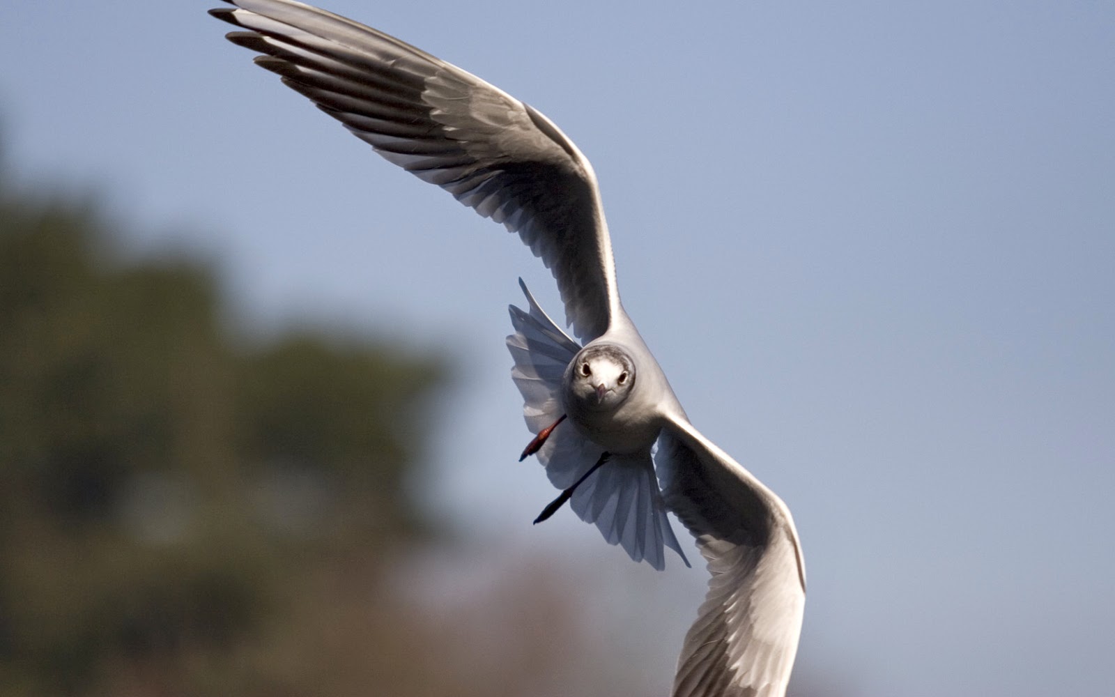 fliegende vögel tapete,vogel,flügel,seevogel,tierwelt,feder