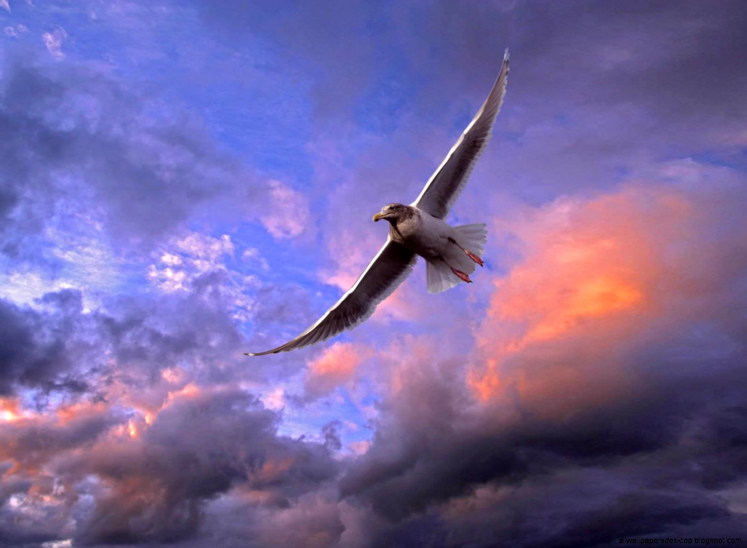 papier peint oiseaux volants,ciel,atmosphère,nuage,aile,oiseau de mer