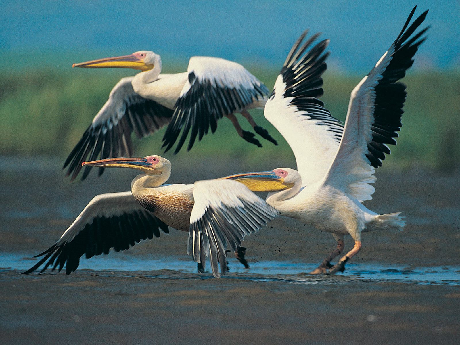 fliegende vögel tapete,vogel,pelikan,weißer pelikan,seevogel,ciconiiformes