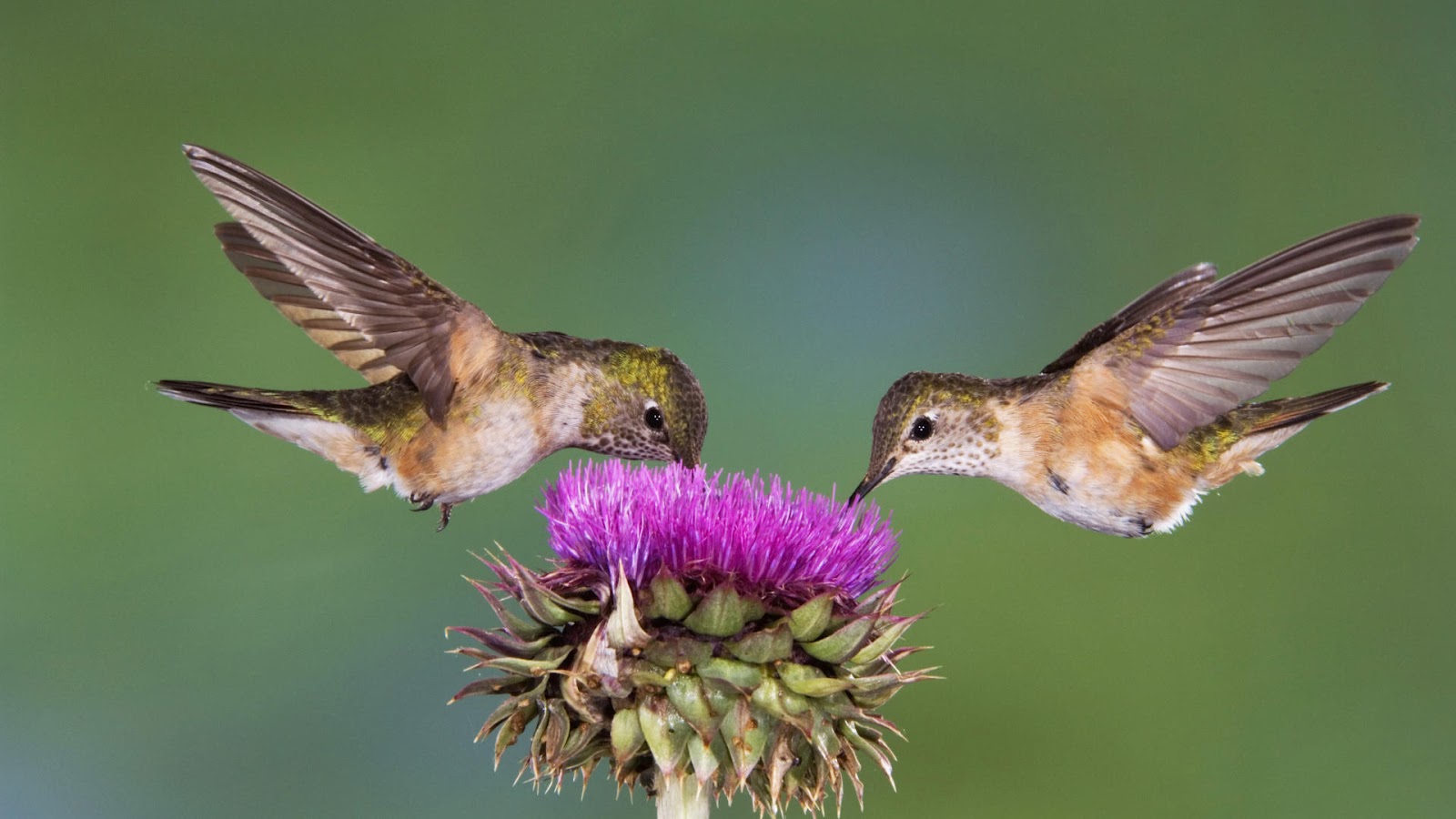 flying birds wallpaper,bird,hummingbird,beak,rufous hummingbird,wing