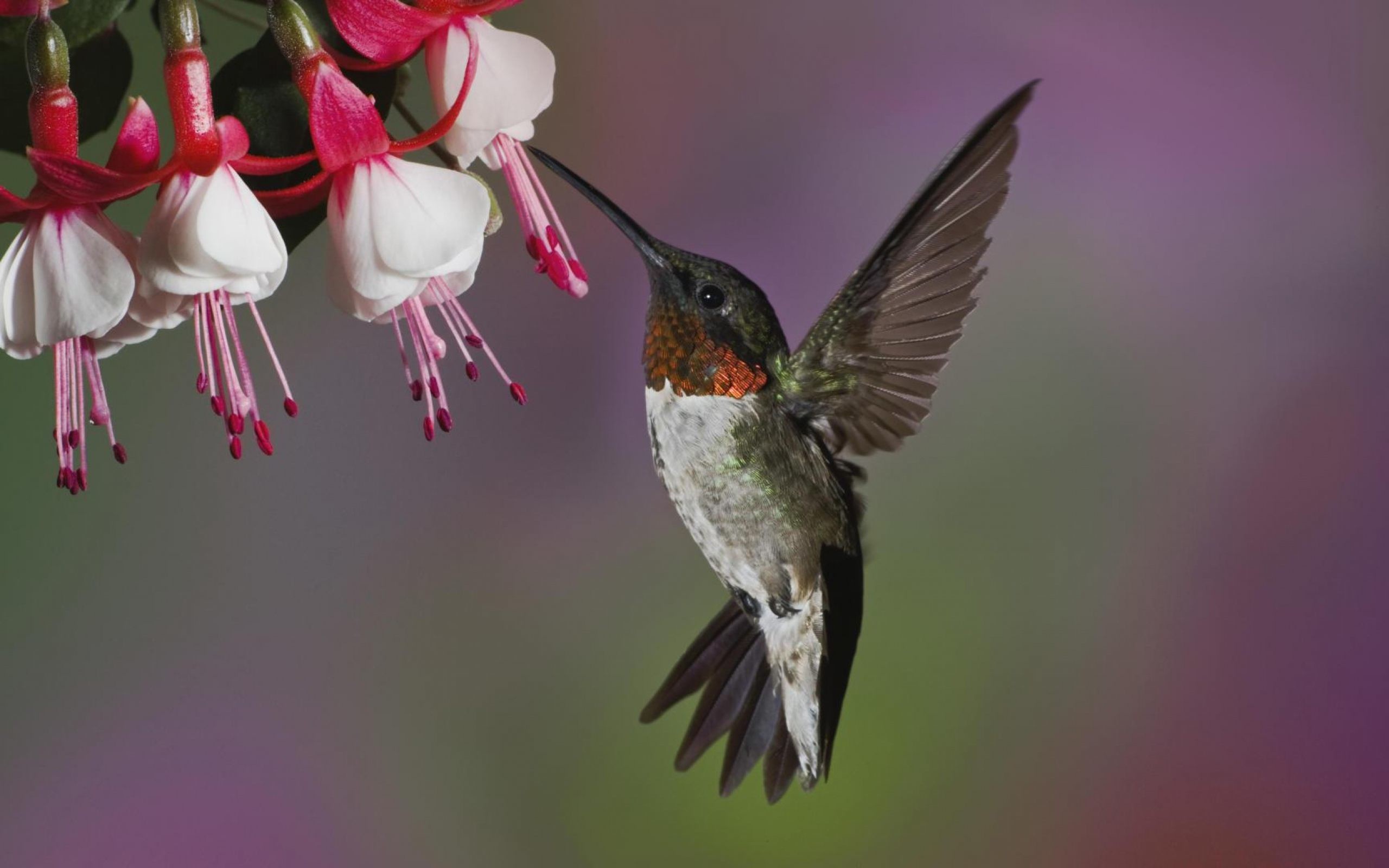 papier peint fleur oiseau,colibri,oiseau,colibri roux,colibri à gorge rubis,plante