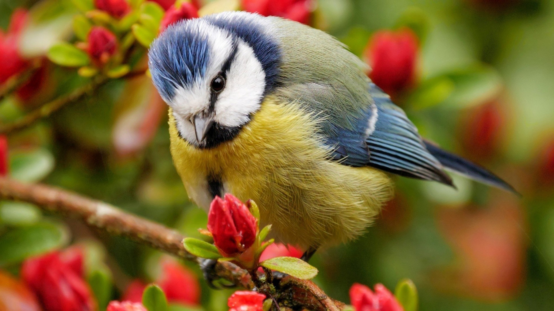 papel pintado de flores de aves,pájaro,naturaleza,pájaro posado,planta,pájaro cantor