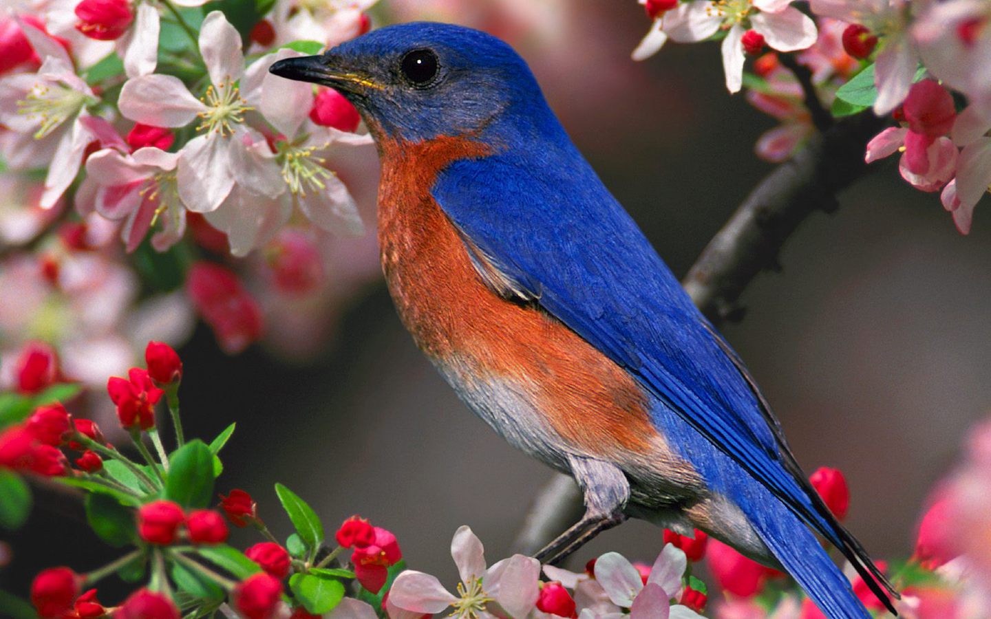 papier peint fleur oiseau,oiseau,merle bleu,oiseau bleu,bruant peint,oiseau perchoir